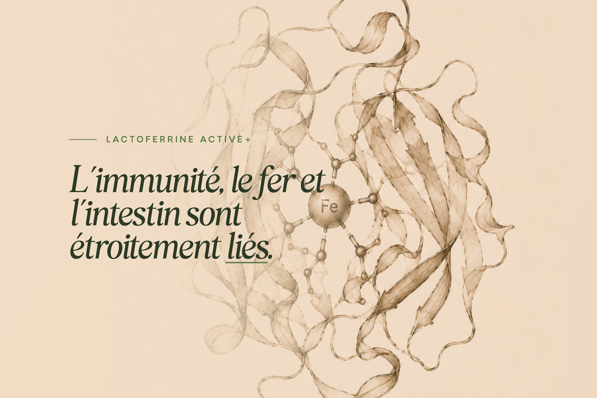 Proferrin® Lactoferrine