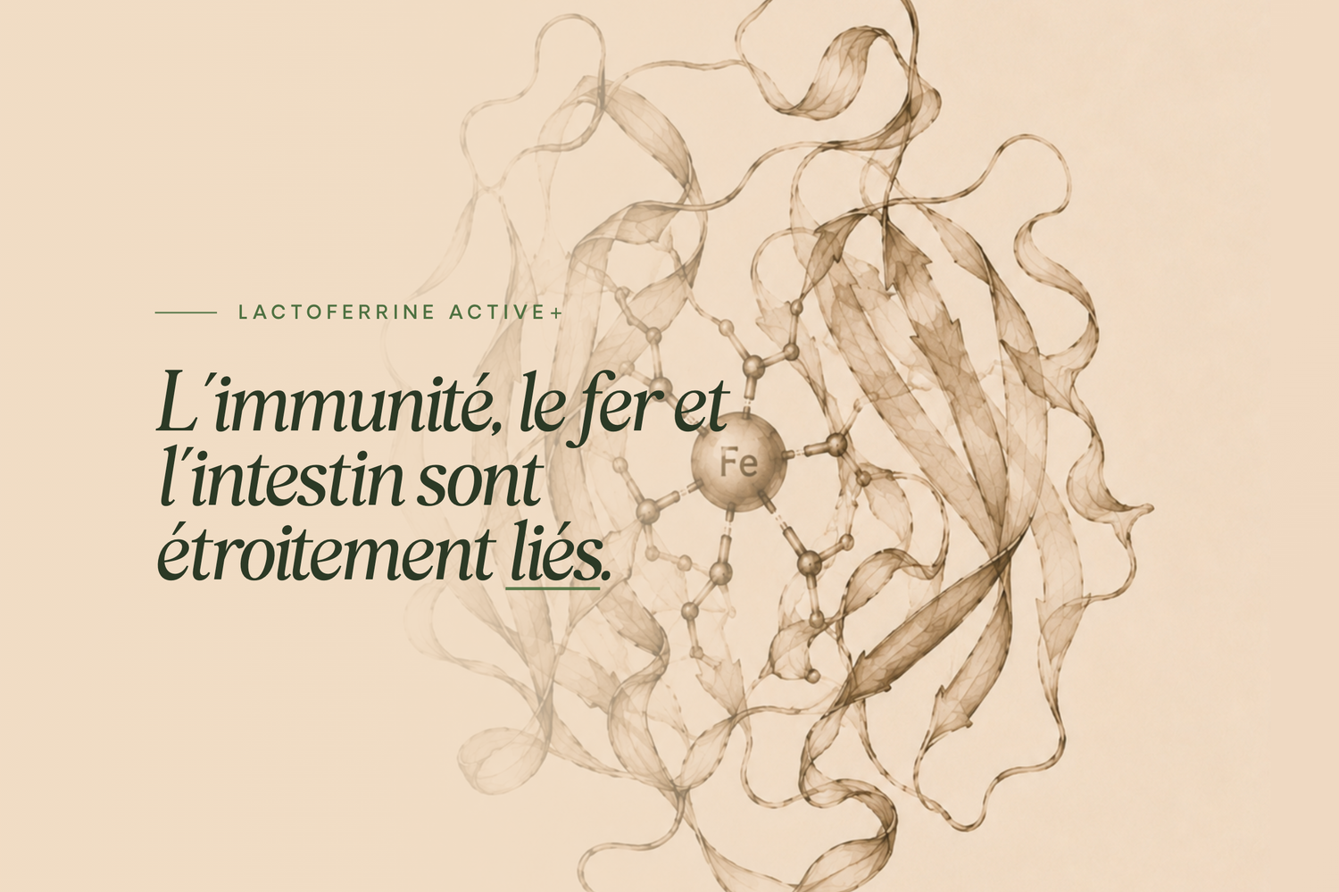Proferrin® Lactoferrine