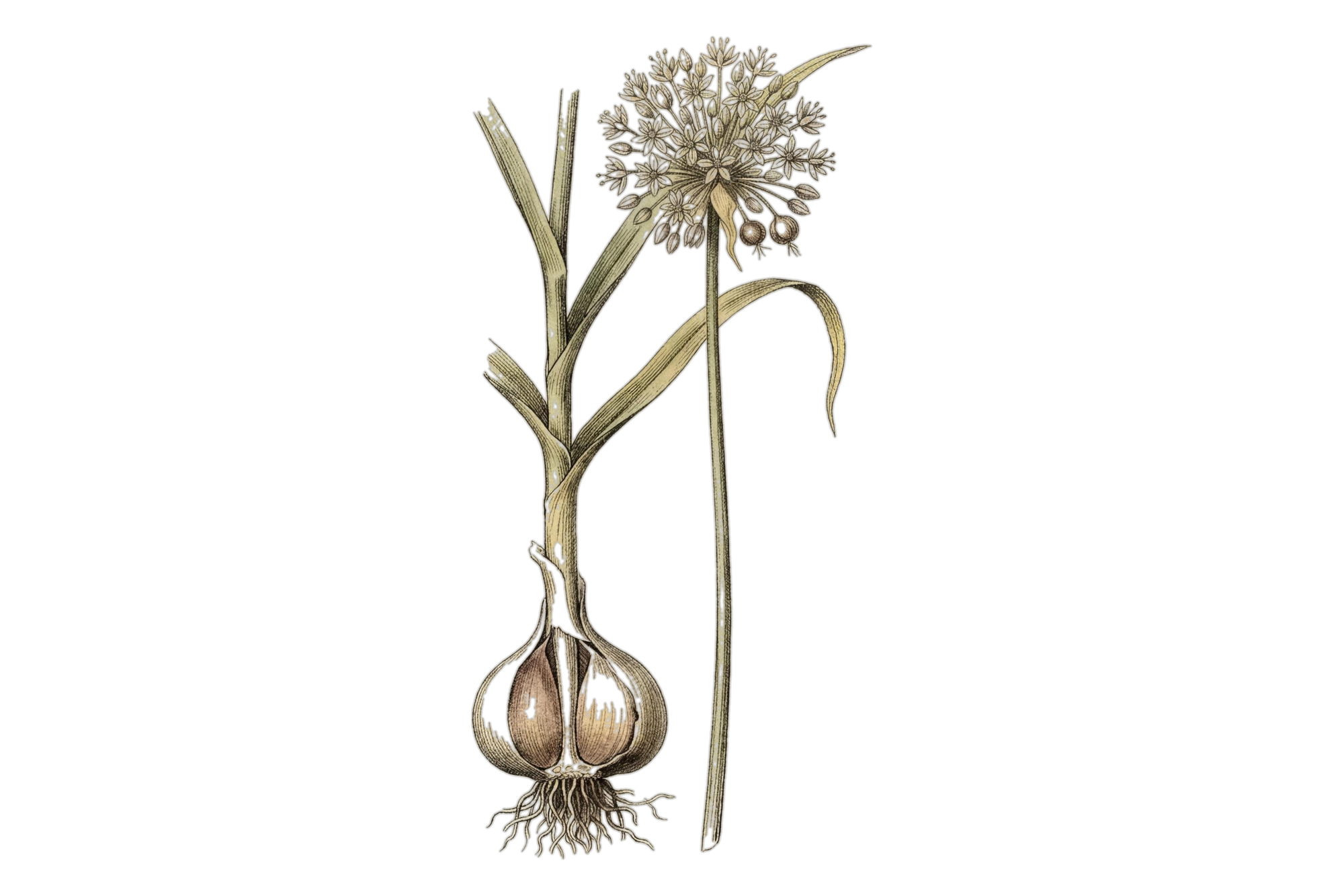 Planche botanique d'un plant d'ail — ABG10+®, extrait d'ail noir breveté, BIOLOGYST