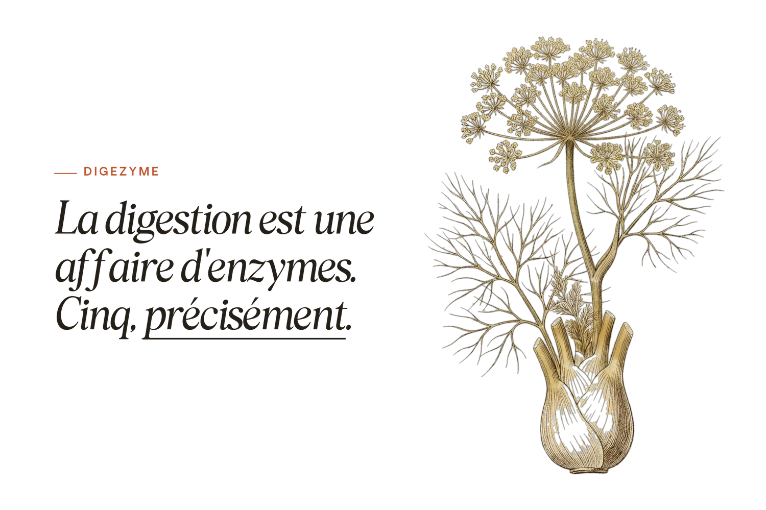 Planche botanique de fenouil — DigeZyme®, complexe enzymatique digestif, BIOLOGYST