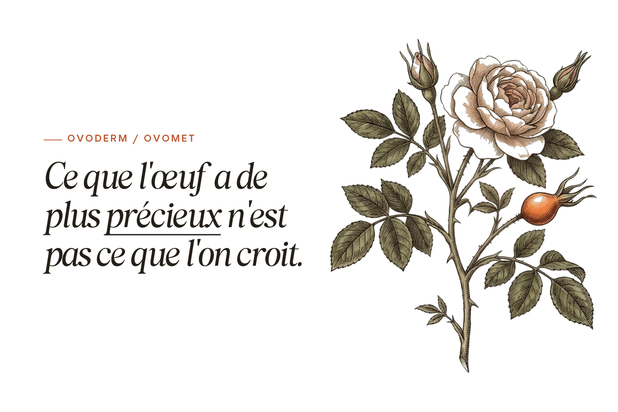 Planche botanique d'un rosier — OVODERM® / OVOMET® STD, membrane de coquille d'œuf, BIOLOGYST