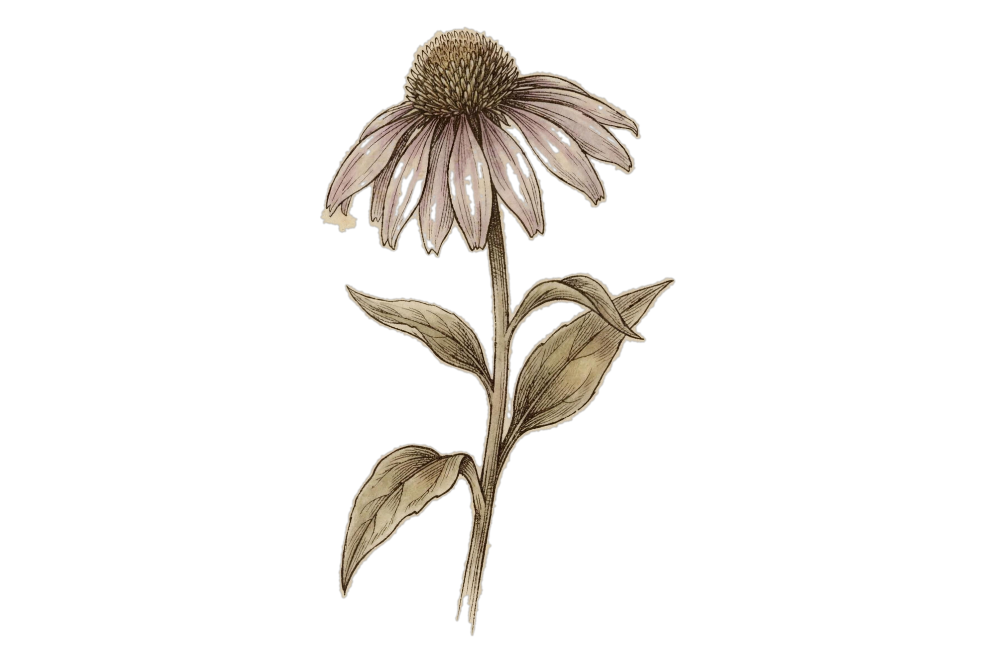 Planche botanique, Proferrin® lactoferrine native, BIOLOGYST