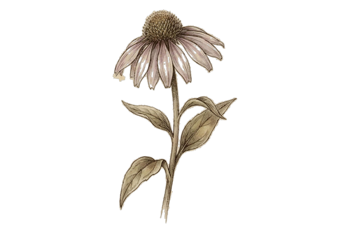 Planche botanique, Proferrin® lactoferrine native, BIOLOGYST