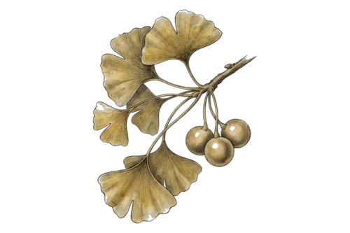 Planche botanique de ginkgo — Setria® Glutathion, antioxydant cellulaire breveté, BIOLOGYST