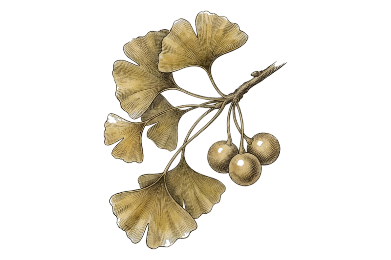 Planche botanique de ginkgo — Setria® Glutathion, antioxydant cellulaire breveté, BIOLOGYST