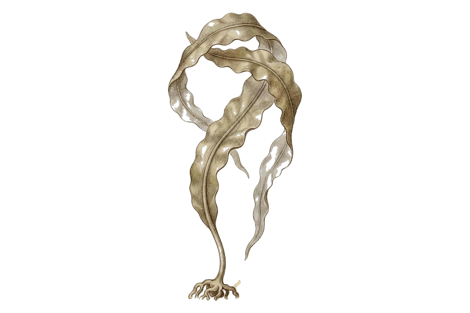 Planche botanique d'une algue kelp — Zooca® (Calanus), huile marine oméga-3, BIOLOGYST