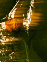 PERFORM, COLLECT, LAST