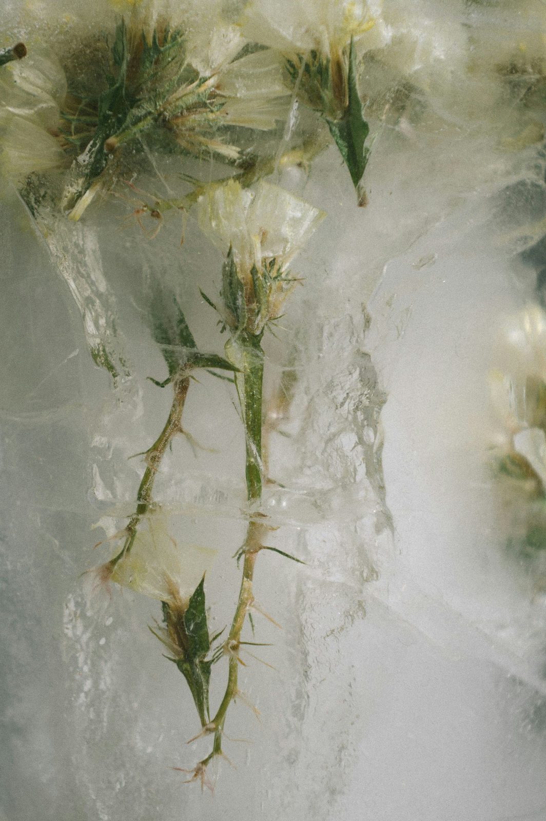 LIVING YOUR CYCLE, SERENELY